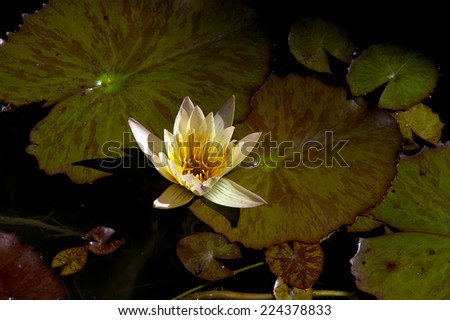 A yellow lotus blossom is fully open in the afternoon sun. With lotus pads in pond.