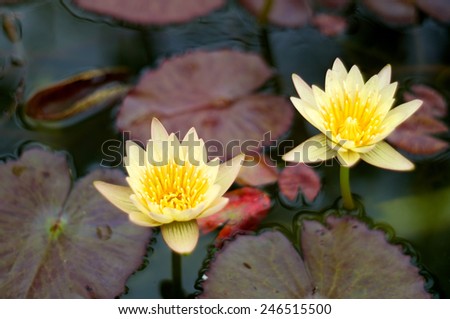 looking down on two yellow water lily or lotus flowers beginning to open, surrounded by lily pads.