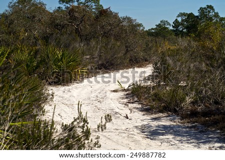 A road made of soft sugar sand winds through tropical brush in florida on a sunny day.