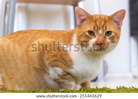 An orange and white cat is crouching on the floor looking at the viewer.