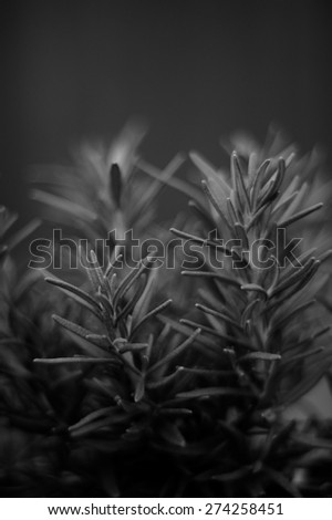 Close up eye level view of rosemary plant in black and white.