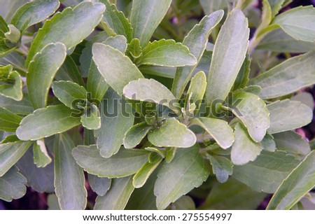 Close up of leaves of stevia plant also known as Sweet Leaf, an alternative sweetener to sugar, looking down the plant fills the frame.