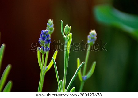Eye level view of lavender flowers in various states of growth before blooming with shallow depth of field.