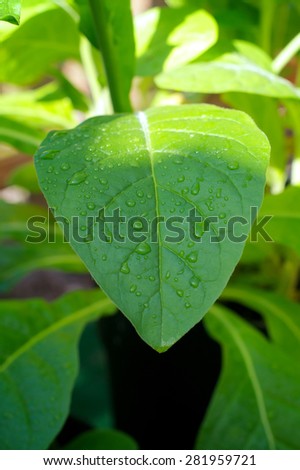 Large morning dew drops covering the large leaf of a tobacco plant as the sun rises, illuminating the top of the plant.