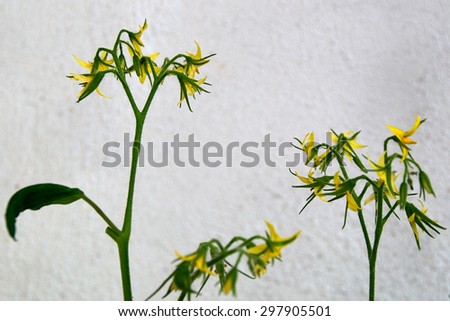 Tomato plants growing outside and its yellow flowers are in bloom in front of a white textured wall.