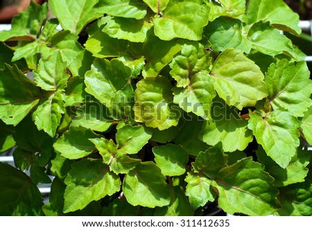 A lush green patchouli plant fills the image, plant is shown from above.