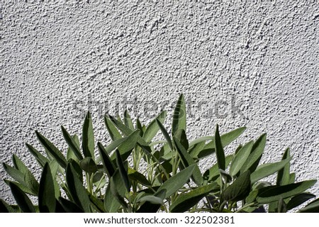 The upper leaves of a garden sage plant fill the bottom of the image against a white textured wall in bright sunshine.