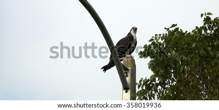 An adult sea eagle or osprey looking down at viewer from top of light pole in Naples, Florida, showing tree top and copy space in sky.
