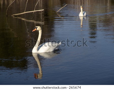 two swans swimming across the nashawannuck pond in easthampton, massachusetts