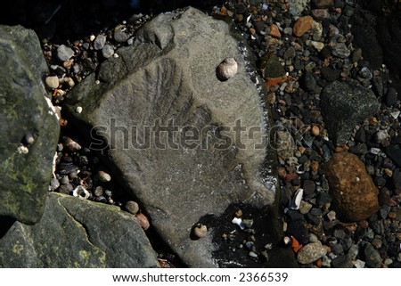 large rock on beach shows fossil of leaf, surrounded by seashells and moss