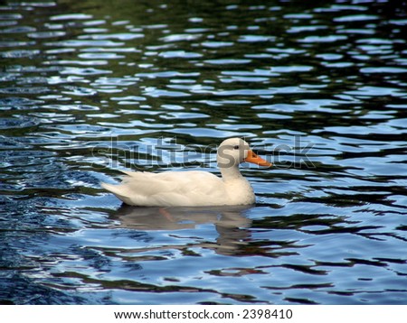 one white duck in the middle of the pond