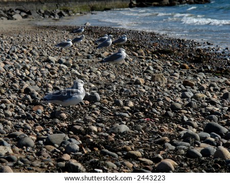 a squadron of sea gulls stand at the ready on the shore of the atlantic ocean on the north shore of massachusetts