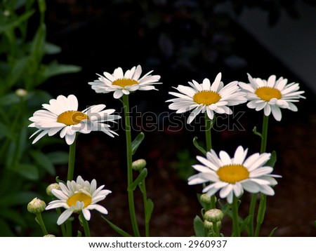 six white daises standing proud