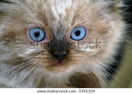 Close up shot of  surprised seal point himalayan kitten with round blue eyes