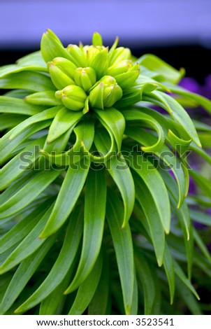 lush green plant with long skinny leaves and buds on top
