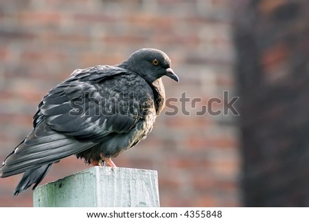 rock dove sitting perched on top of wooden post in city