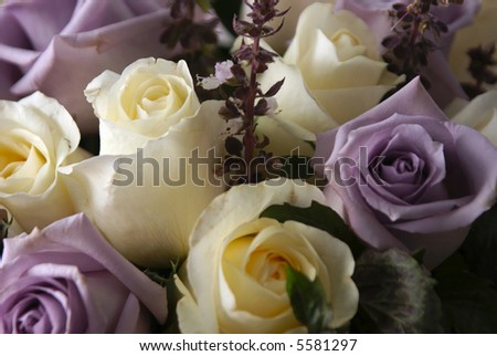 Beautiful white and purple roses in bloom arranged in bouquet