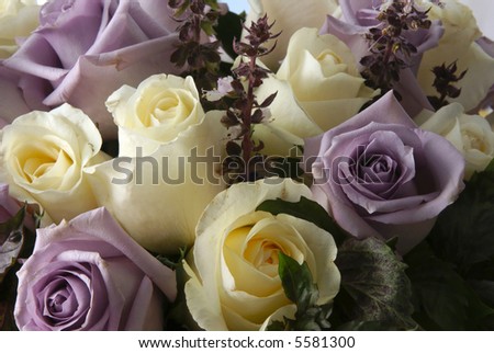 Beautiful white and purple roses in bloom arranged in bouquet