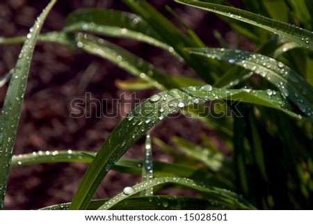 water drops from a rain storm pool up on stalks of grass in this close up detailed image