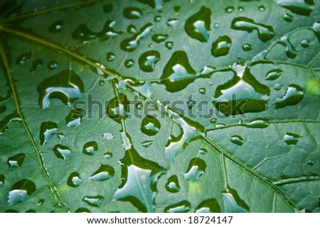 extreme macro close up of green leave with rain drops