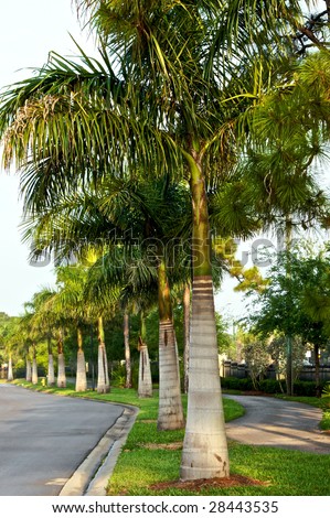 row of palm trees lining street on a late spring morning in bonita springs florida