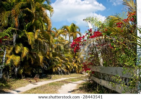 vibrant and colorful image of dirt road with old white fence on one side with flowers and palm trees on the other with deep blue sky and white clouds