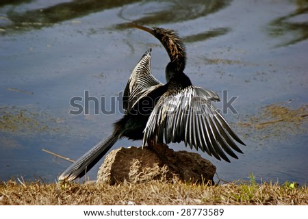 large cormorant drying wings on rock at side of pond with white markings on wings