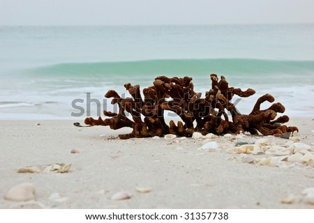 Ground level natural still life of coral on beach with ocean waves in the background