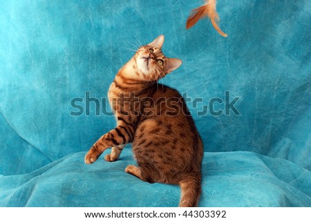 an adult male bengal cat playing with feather toy against blue background