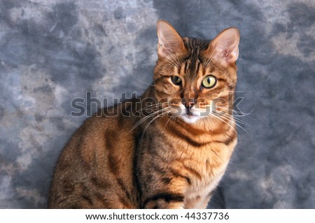 handsome portrait of adult male bengal cat against grey background.