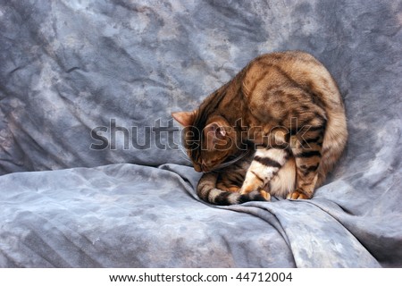 an adult male bengal cat is curled up preening himself against a grey background
