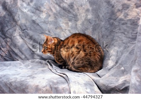 side view of beautiful bengal cat laying down in front of a mottled grey background