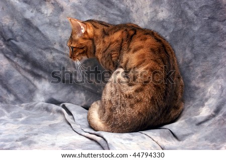 Thunderclan Stock-photo-a-beautiful-tiger-striped-bengal-cat-showing-his-back-and-profile-against-a-grey-background-44794330
