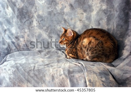 side view of exotic bengal cat sitting against a grey mottled background