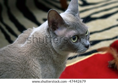 grey Burmese cat profile showing big round eyes
