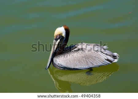 side view of brown pelican swimming in clear water, feet are visible, florida