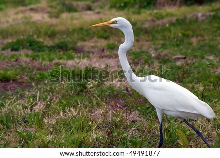 a tall graceful great white heron is walking across marshland in bonita springs florida on an overcast day