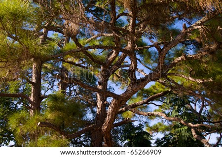 A canopy of pine trees fills the scene with branches in all directions and blue sky  in the open spaces