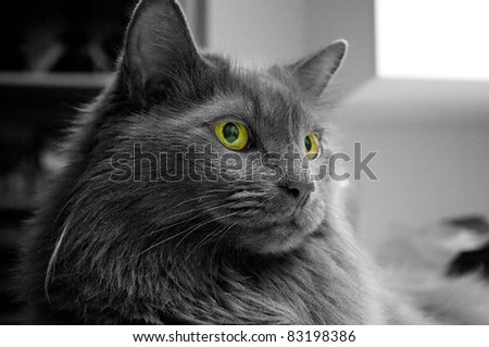 close up portrait of a black long haired cat at eye level, image is in black and white with green eyes