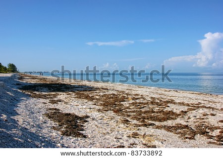 Seaweed covered Bonita beach in Bonita Springs Florida at early morning.