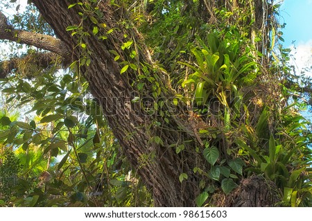 Various plants are growing up the trunk of a large tree in the middle of a tropical jungle