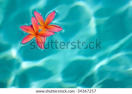 two plumerias floating in beautiful aqua water