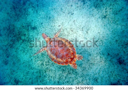 green sea turtle swims in turquoise waters