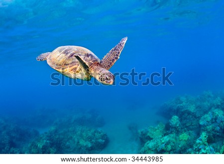 Wild Sea Turtles