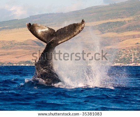 humpback whale tail slapping the tropical waters of hawaii