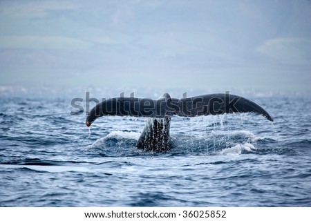 coupons clip art. humpback whale clip art. stock