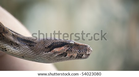 snake being held by an animal trainer