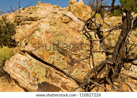 lichen growing on rock in New Mexico desert