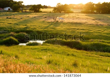 Kansas pastureland, late spring