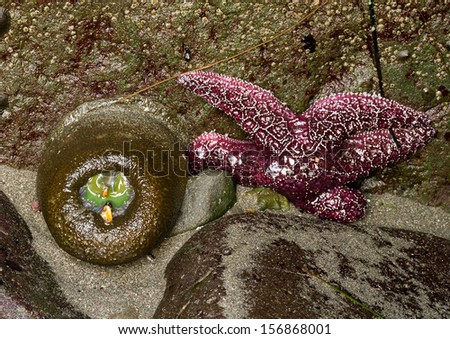 green anemone and purple sea star at low tide